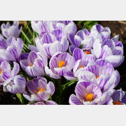 Bulbes Crocus Pickwick cal...