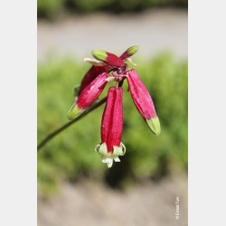 Bulbes Dichelostemma...