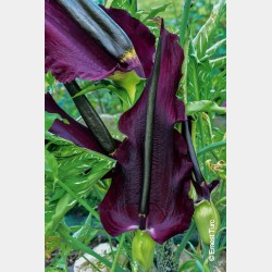 Bulbes Dracunculus Vulgaris...