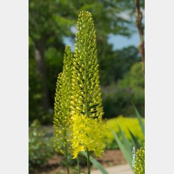 Bulbes Eremurus Bungei cal...