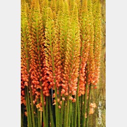 Bulbes Eremurus de Ruyter...