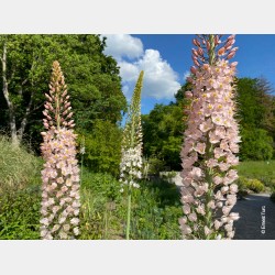 Bulbes Eremurus Robustus...