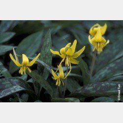 Bulbes Erythronium Pagoda...