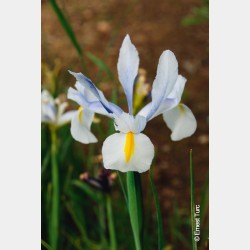 Bulbes Iris Saturnus cal...