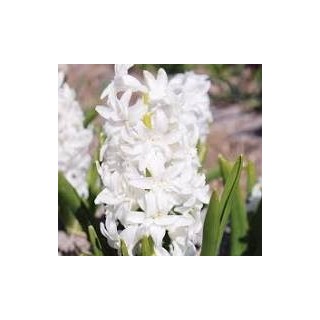 Bulbes Jacinthes double Snow Crystal cal 15/+ les 50