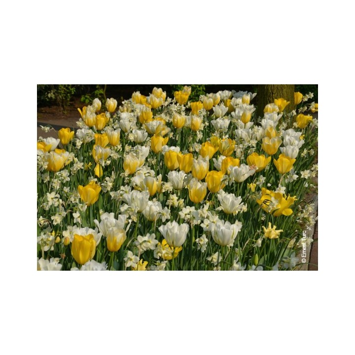 Bulbes Mélange Fidji les 100