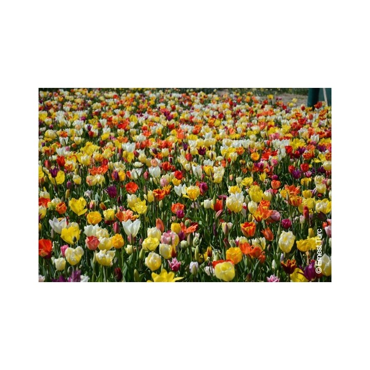 Bulbes Mélange Hawaï les 100