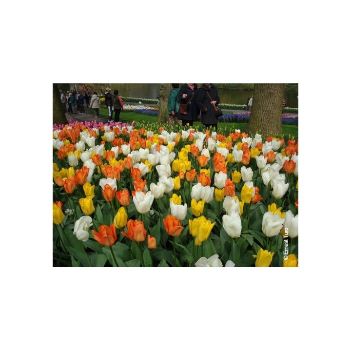 Bulbes Mélange Ibiza les 100