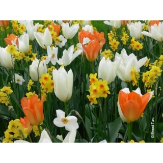 Bulbes Mélange Madagascar les 100