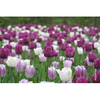 Bulbes Mélange Marie Galante les 100