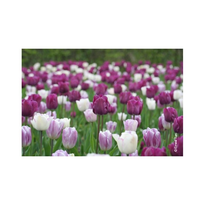 Bulbes Mélange Marie Galante les 100