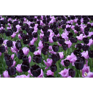 Bulbes Mélange Martinique les 100