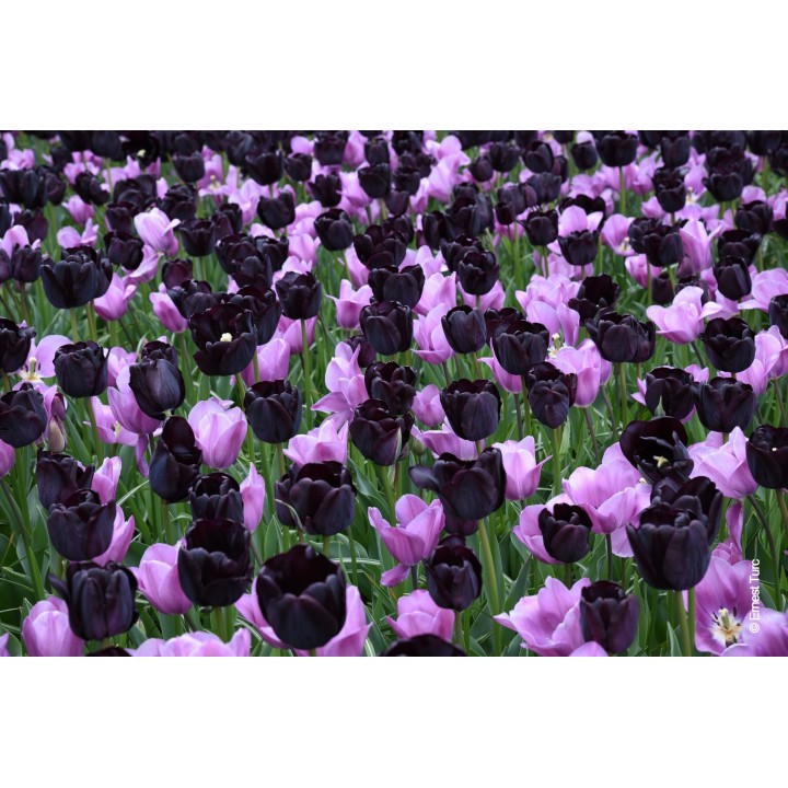 Bulbes Mélange Martinique les 100