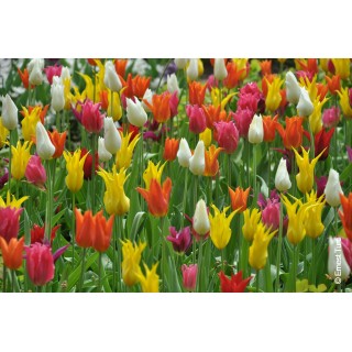 Bulbes Mélange Mykonos les 100