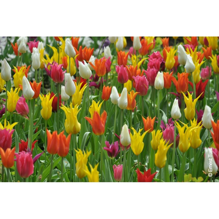 Bulbes Mélange Mykonos les 100