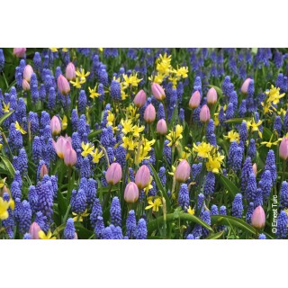 Bulbes Mélange Ouessant les 100