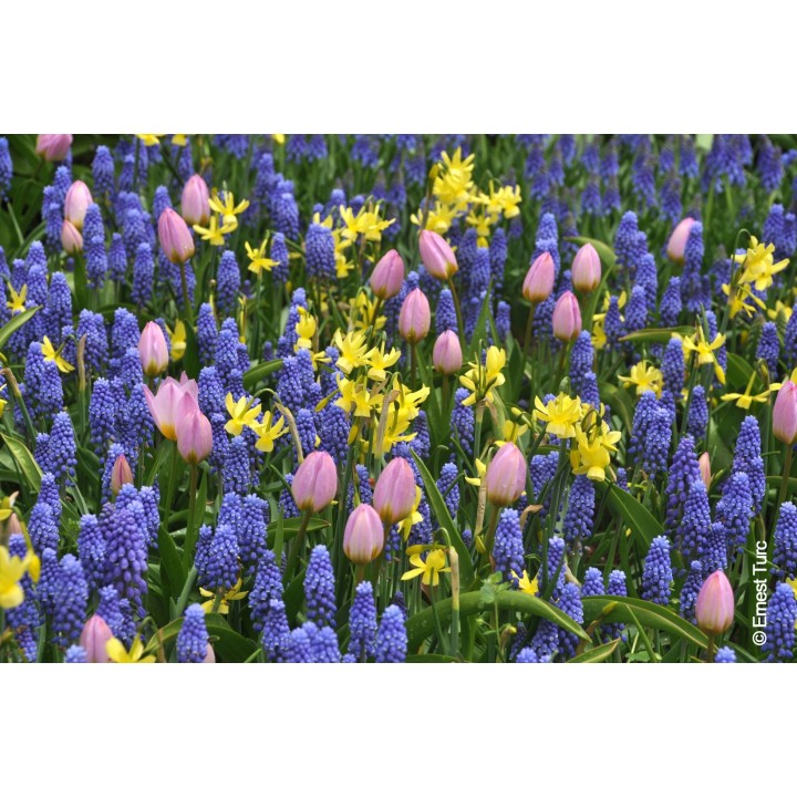 Bulbes Mélange Ouessant les 100