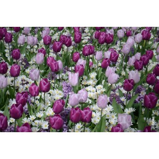 Bulbes Mélange Porquerolles les 100