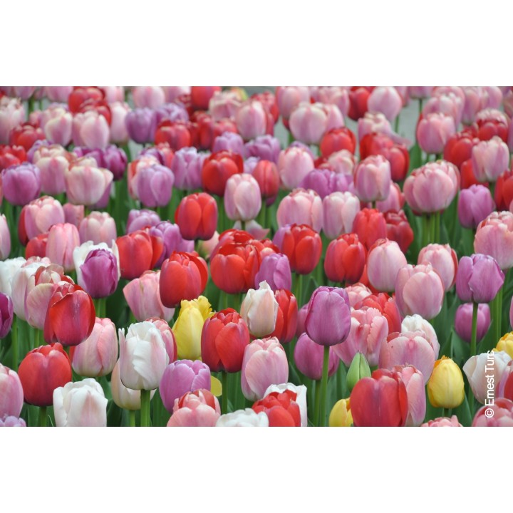 Bulbes Mélange Pride les 100