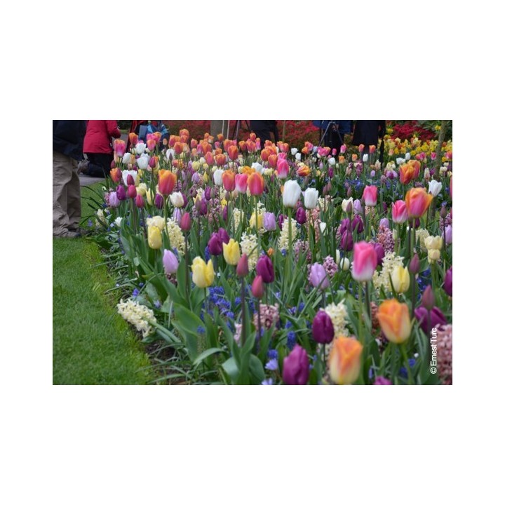 Bulbes Mélange Rhodes les 100