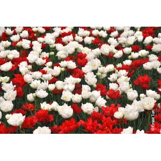 Bulbes Mélange Saint Pierre et Miquelon les 100