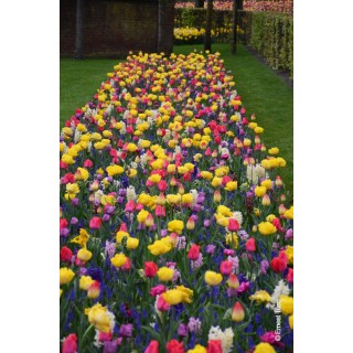 Bulbes Mélange Saint Vincent les 100