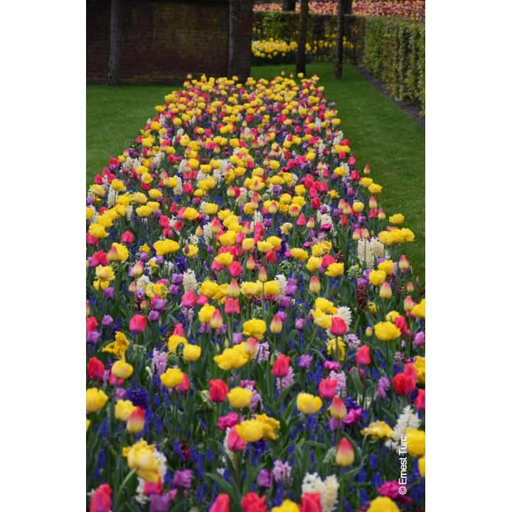 Bulbes Mélange Saint Vincent les 100