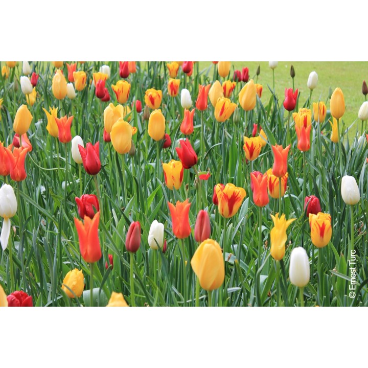 Bulbes Mélange Sardaigne les 100