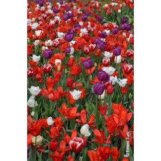 Bulbes Mélange Zanzibar les 100