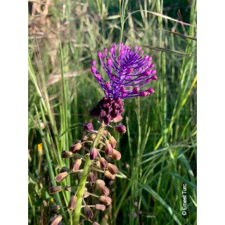 Bulbes Muscari Comosum cal 08/+ les 125