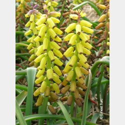 Bulbes Muscari  Golden...