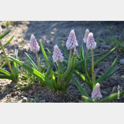 Bulbes Muscari Pink Sunrise...