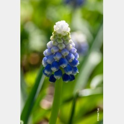 Bulbes Muscari Touch of...