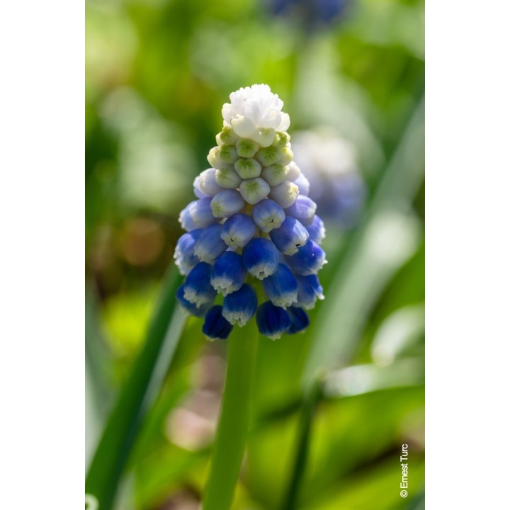 Bulbes Muscari Touch of Snow cal 05/+ les 125