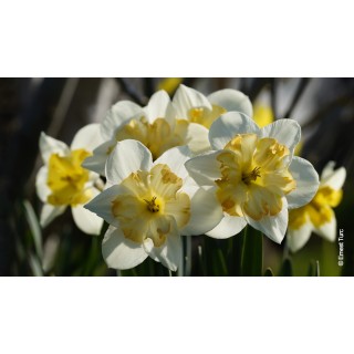 Bulbes Narcisses Cassata cal 12-14 les 100