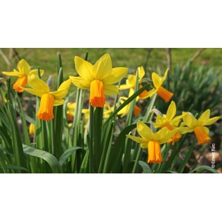 Bulbes Narcisses Jetfire cal 12-14 les 100
