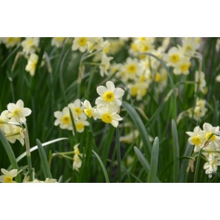 Bulbes Narcisses Minnow cal 12/+ les 100