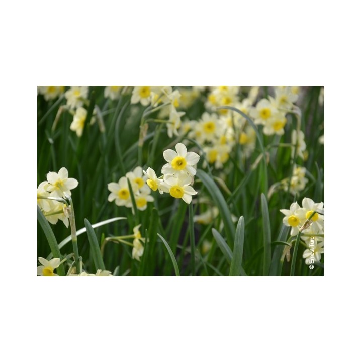 Bulbes Narcisses Minnow cal 12/+ les 100