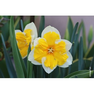 Bulbes Narcisses Orangery cal 14-16 les 100