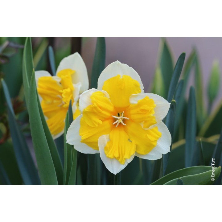 Bulbes Narcisses Orangery cal 14-16 les 100