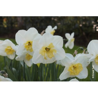 Bulbes Narcisses Papillon Blanc cal 14-16 les 100