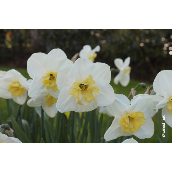 Bulbes Narcisses Papillon Blanc cal 14-16 les 100