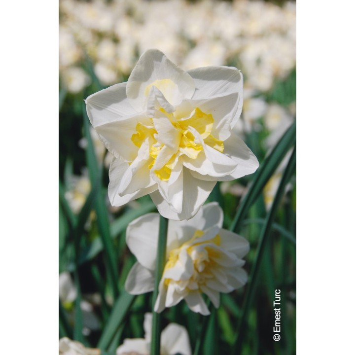 Bulbes Narcisses White Lion cal 14/+ les 100