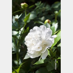 Bulbes Pivoines Duchesse de...