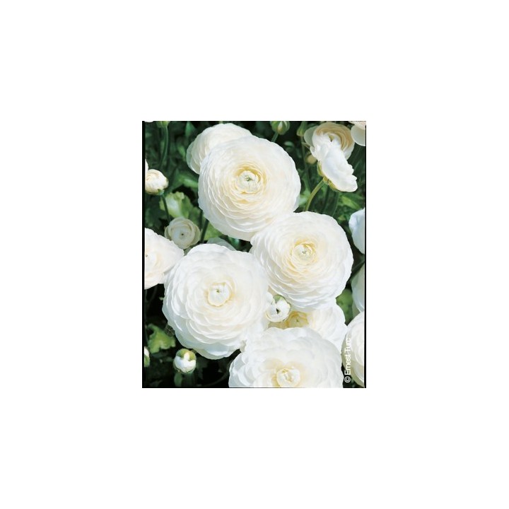 Bulbes Renoncules Tomer Blanche cal 05-06 les 100