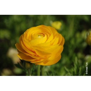 Bulbes Renoncules Tomer Jaune d'or cal 05-06 les 100