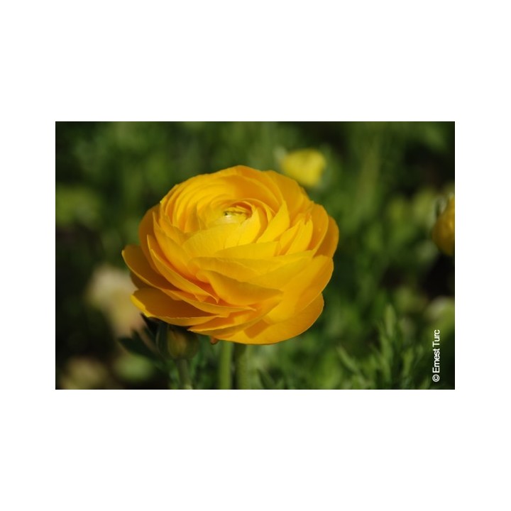 Bulbes Renoncules Tomer Jaune d'or cal 05-06 les 100