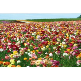 Bulbes Renoncules Tomer mélange cal 05-06 les 100