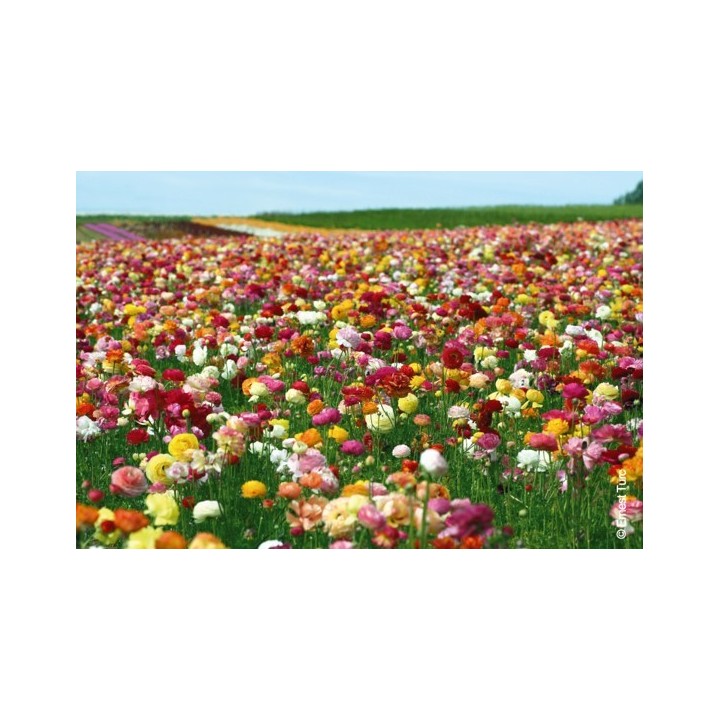 Bulbes Renoncules Tomer mélange cal 05-06 les 100