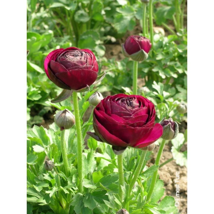 Bulbes Renoncules Tomer Pourpre cal 05-06 les 100